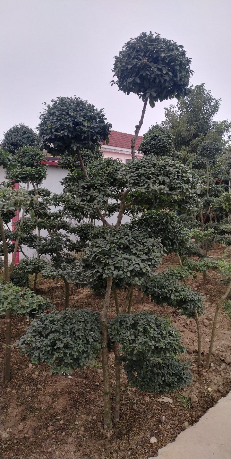 小叶女贞造型树，小叶女贞盆景，各规格齐全，欢迎来电洽谈