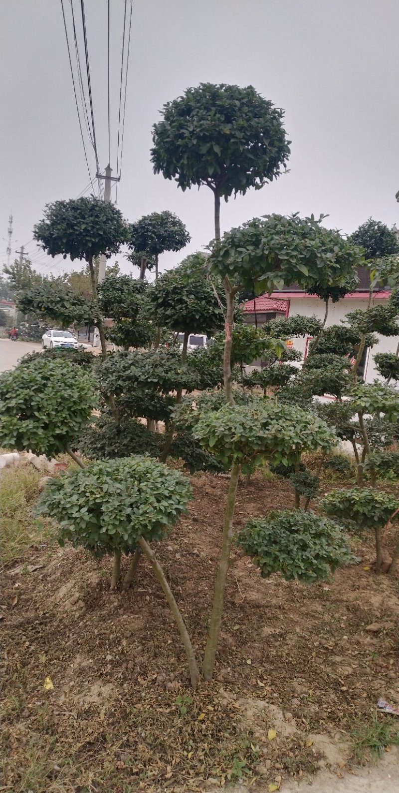 小叶女贞造型树，小叶女贞盆景，各规格齐全，欢迎来电洽谈