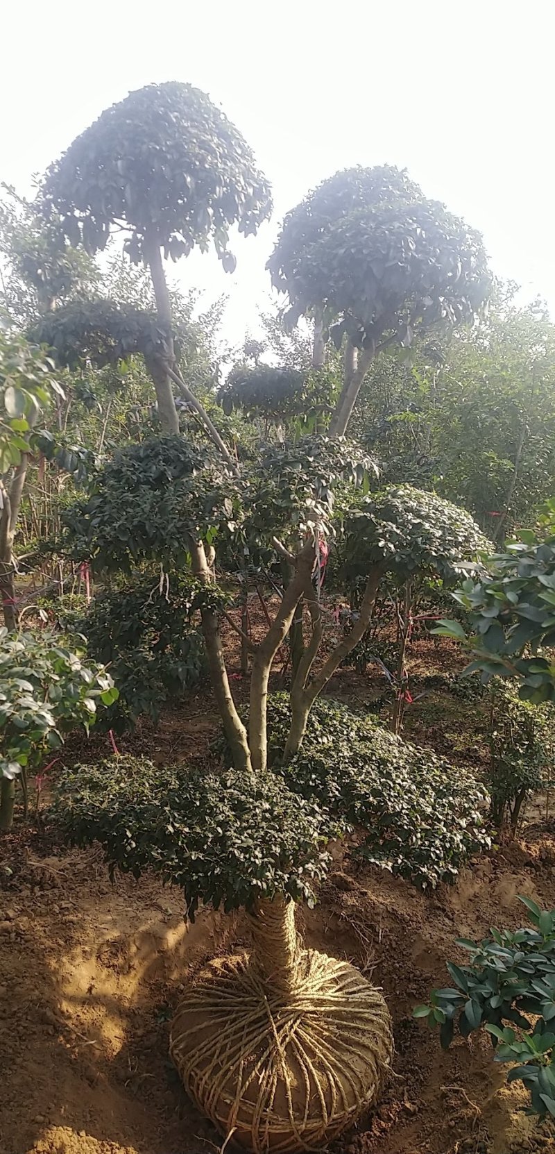 小叶女贞造型树，小叶女贞盆景，各规格齐全，欢迎来电洽谈
