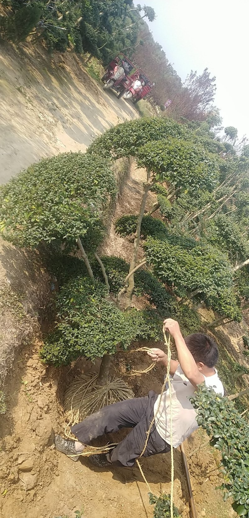 小叶女贞造型树，小叶女贞盆景，各规格齐全，欢迎来电洽谈