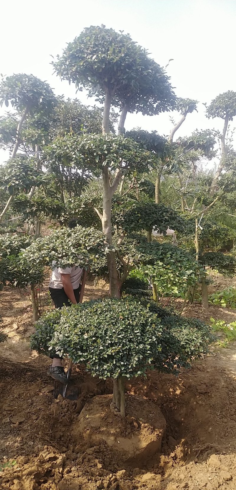 小叶女贞造型树，小叶女贞盆景，各规格齐全，欢迎来电洽谈