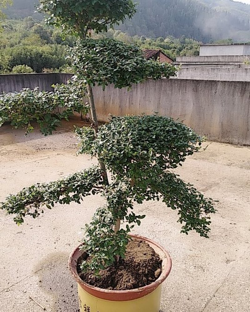 小叶女贞造型树，小叶女贞盆景，各规格齐全，欢迎来电洽谈