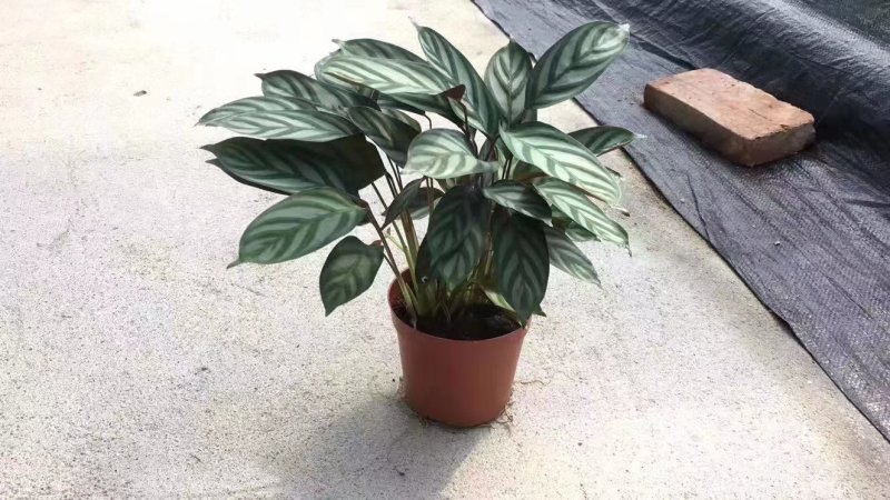 飞羽竹芋