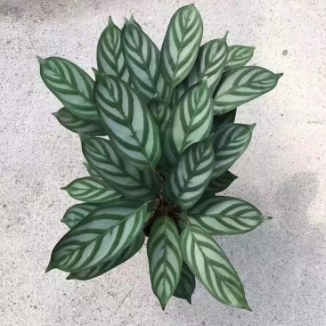 飞羽竹芋