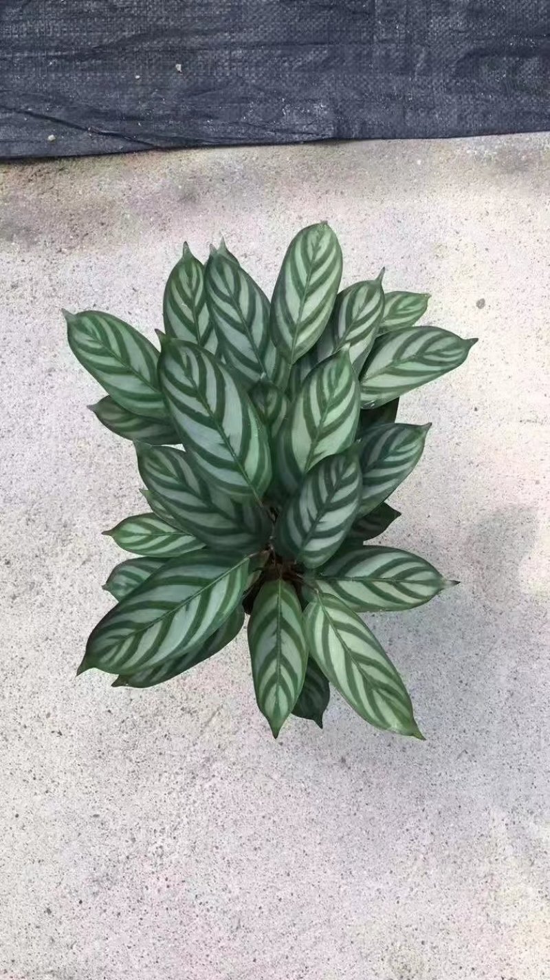 飞羽竹芋