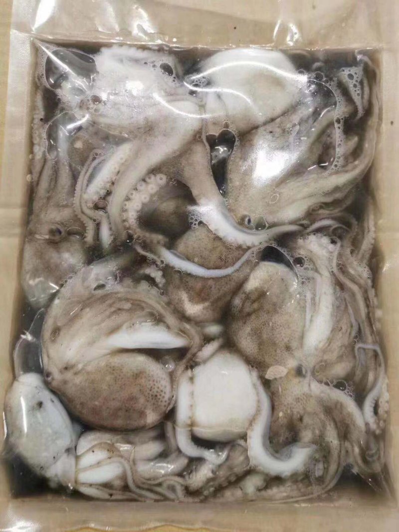 辽宁东港深海海捕新鲜大章鱼