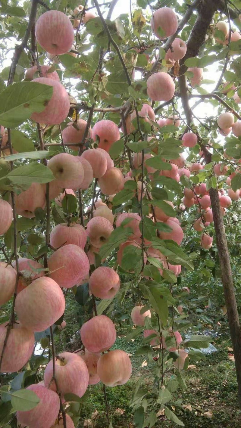 山东精品富士苹果新鲜采摘现摘现发供应全国欢迎咨询！