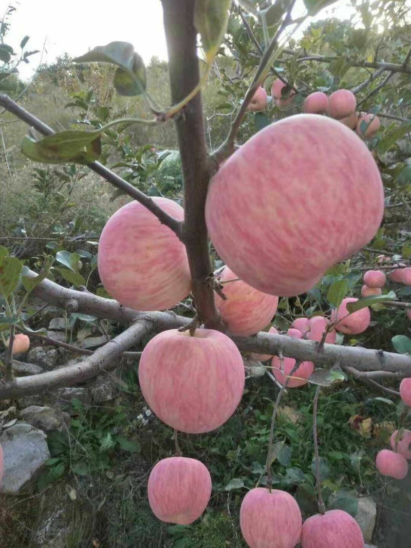 山东精品富士苹果新鲜采摘现摘现发供应全国欢迎咨询！