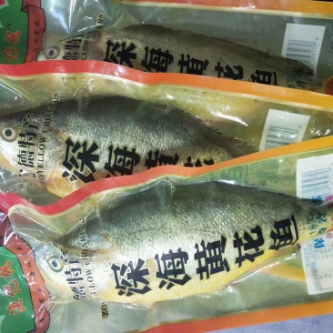 纯黄海海捕新鲜的黄花鱼