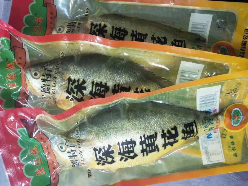 纯黄海海捕新鲜的黄花鱼