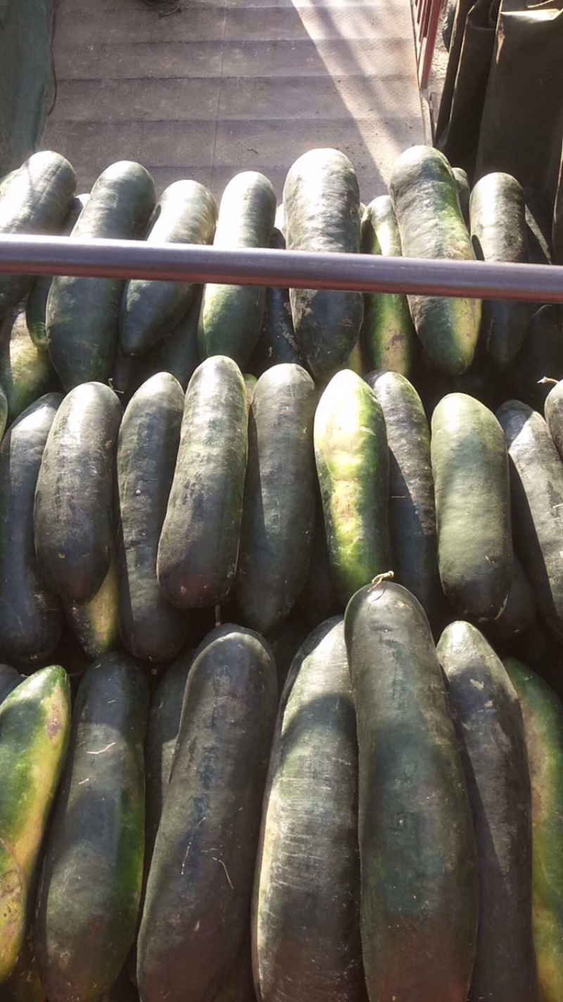 冬瓜