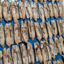 辽宁东港新鲜加工无沙蛏子肉