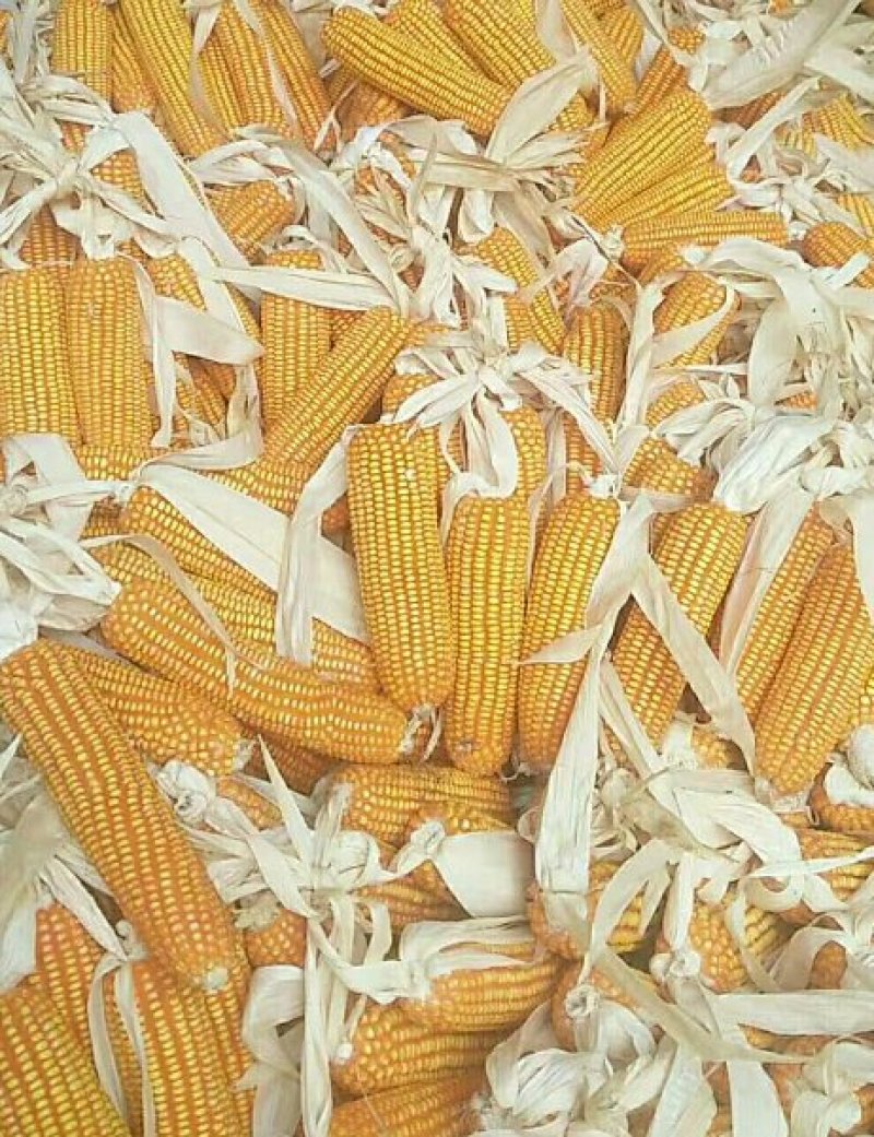 干玉米粒