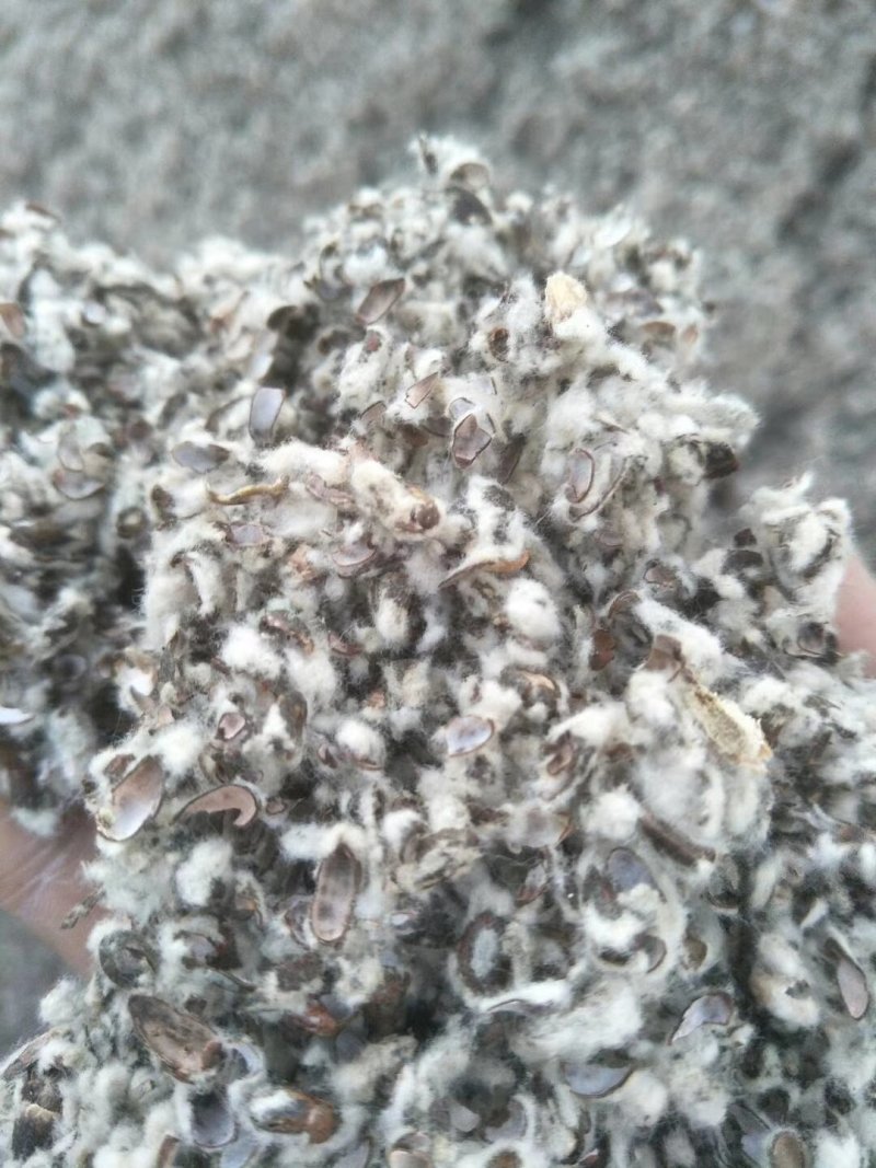棉籽壳,新疆棉籽皮,棉皮,棉壳,食用菌原料蘑菇栽培原料种