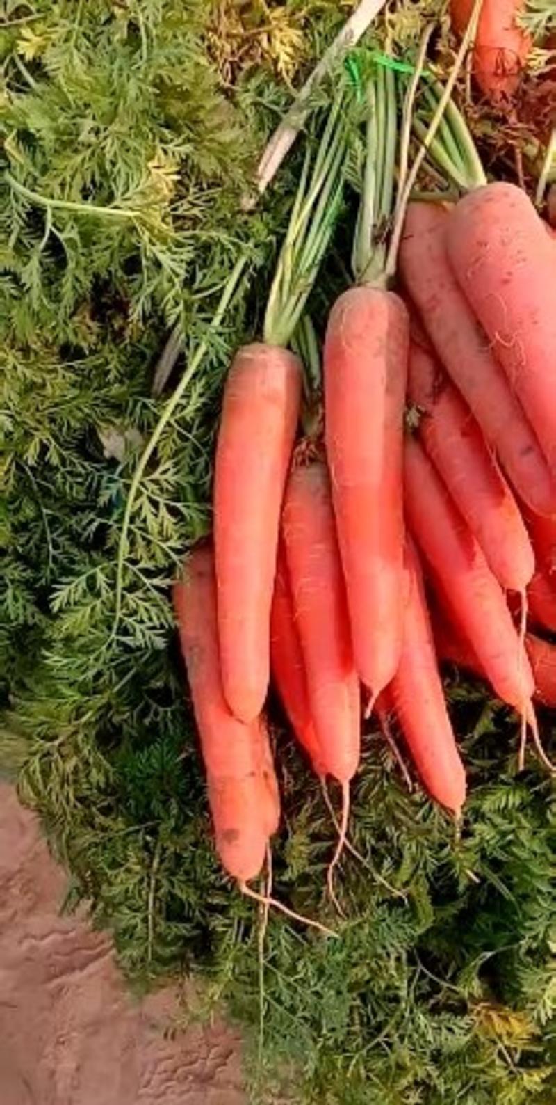 带叶三红胡萝卜产地直发包上车电商走市场加工厂水洗萝卜。