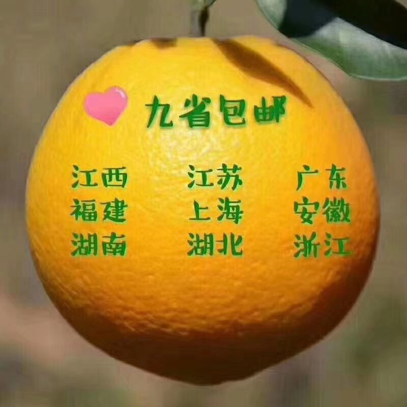 星农精品果业