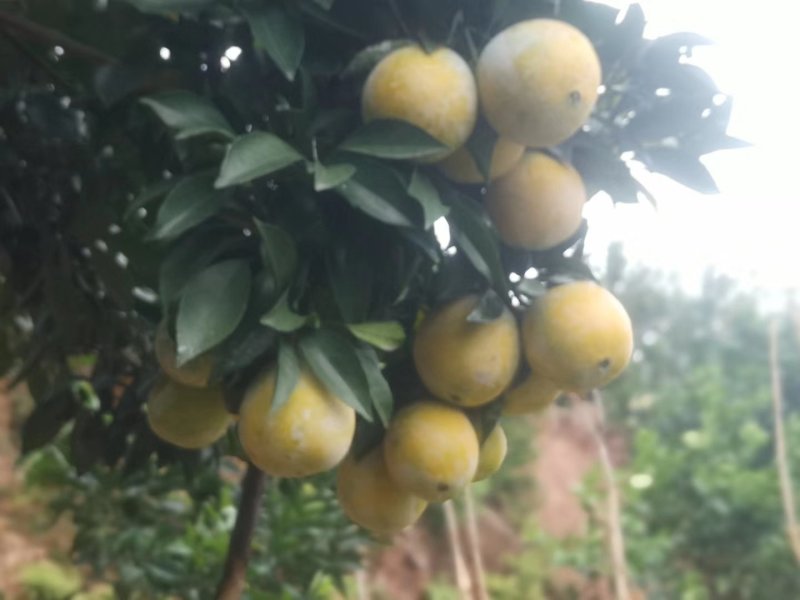 星农精品果业
