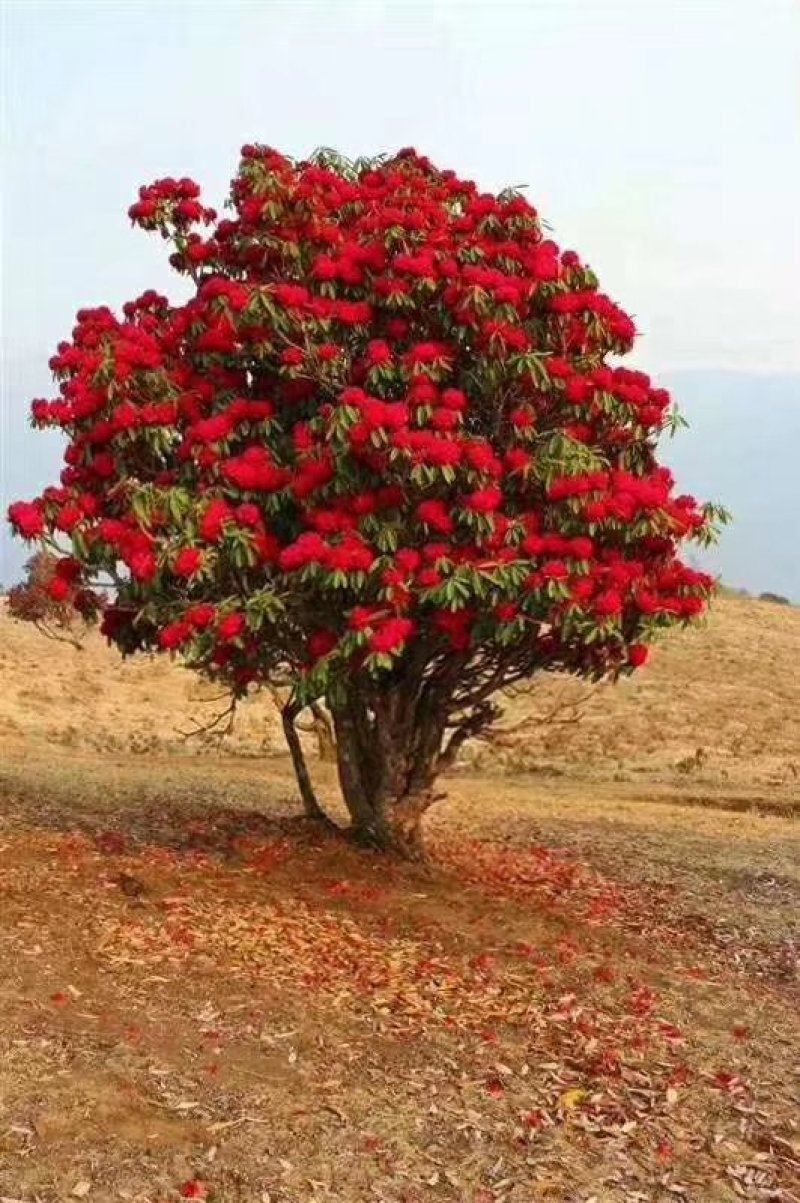 云南高山杜鹃马缨花杜鹃籽播苗袋苗花大红色量大