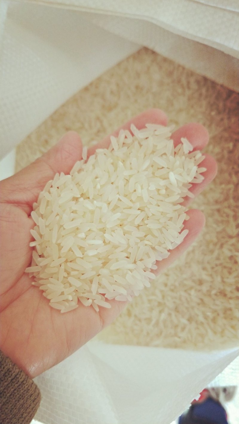 毛米优质晚稻米