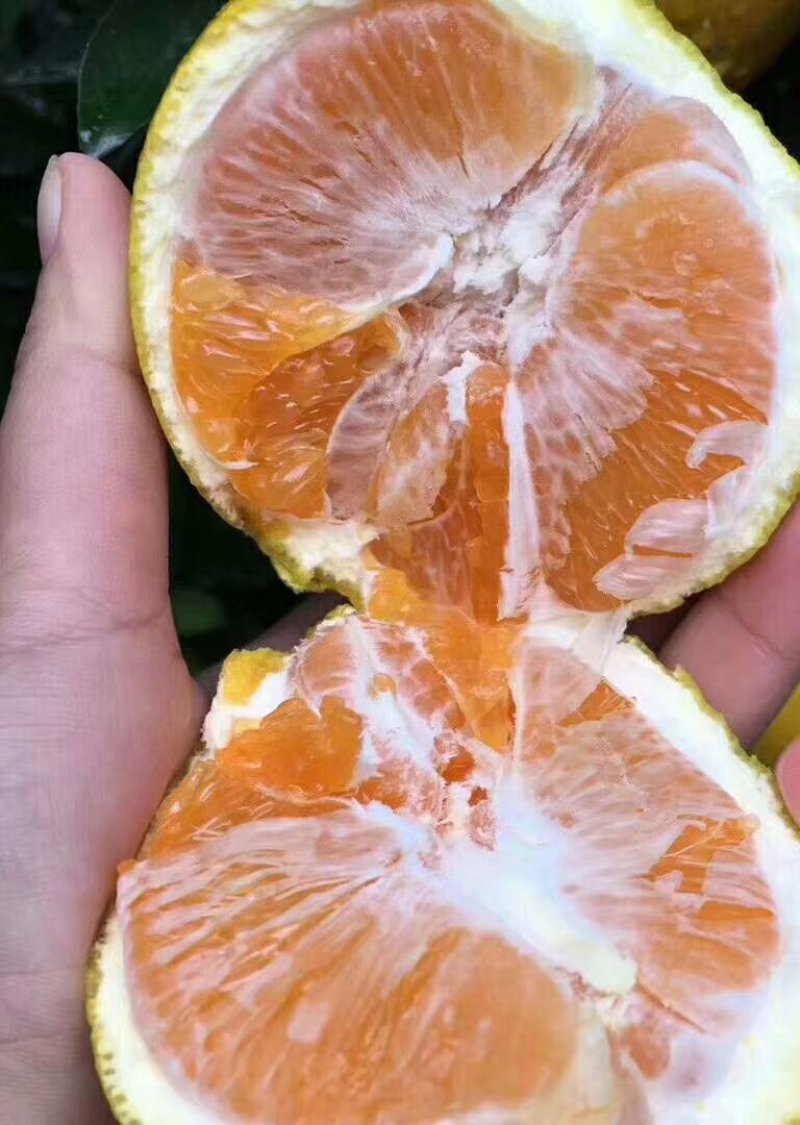脐橙，九月红脐橙，秭归脐橙，诚信经营价格实惠，欢迎询价