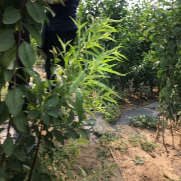 西梅苗