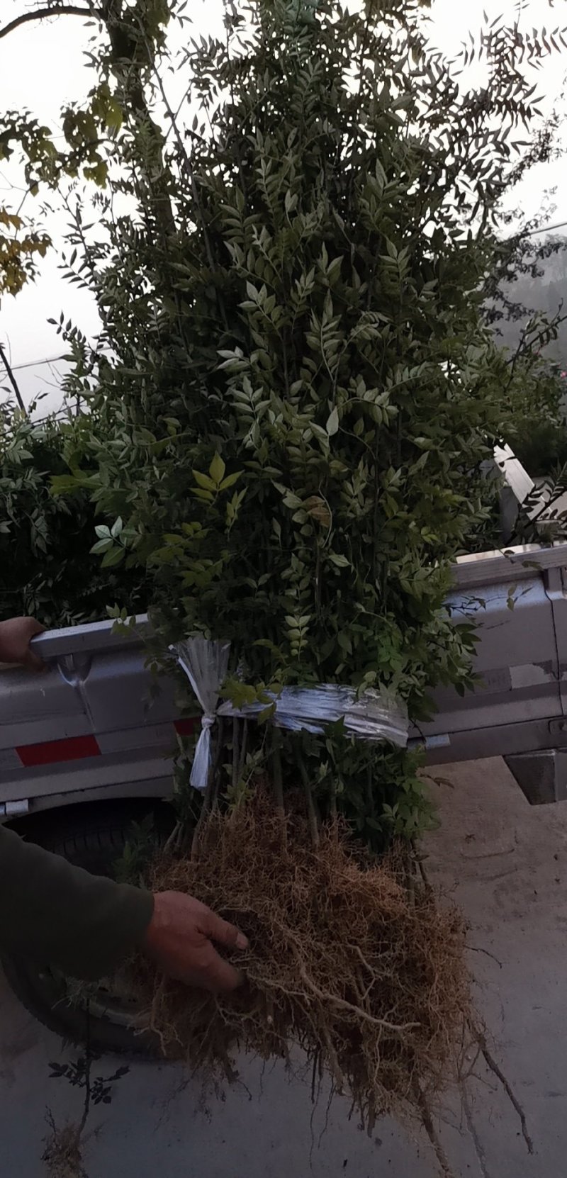 花椒苗大量批发精品大红袍狮子头黄盖花椒苗无刺种苗