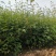 花椒苗大量批发精品大红袍狮子头黄盖花椒苗无刺种苗