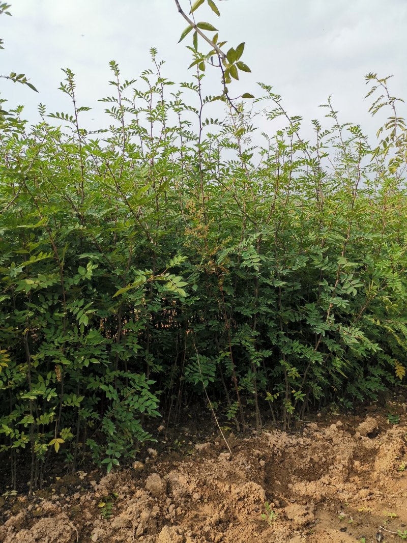 花椒苗大量批发精品大红袍狮子头黄盖花椒苗无刺种苗