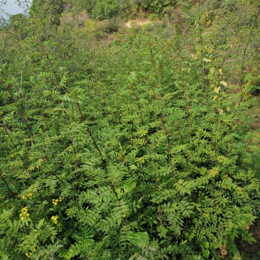 花椒苗大量批发精品大红袍狮子头黄盖花椒苗无刺种苗