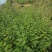 花椒苗大量批发精品大红袍狮子头黄盖花椒苗无刺种苗