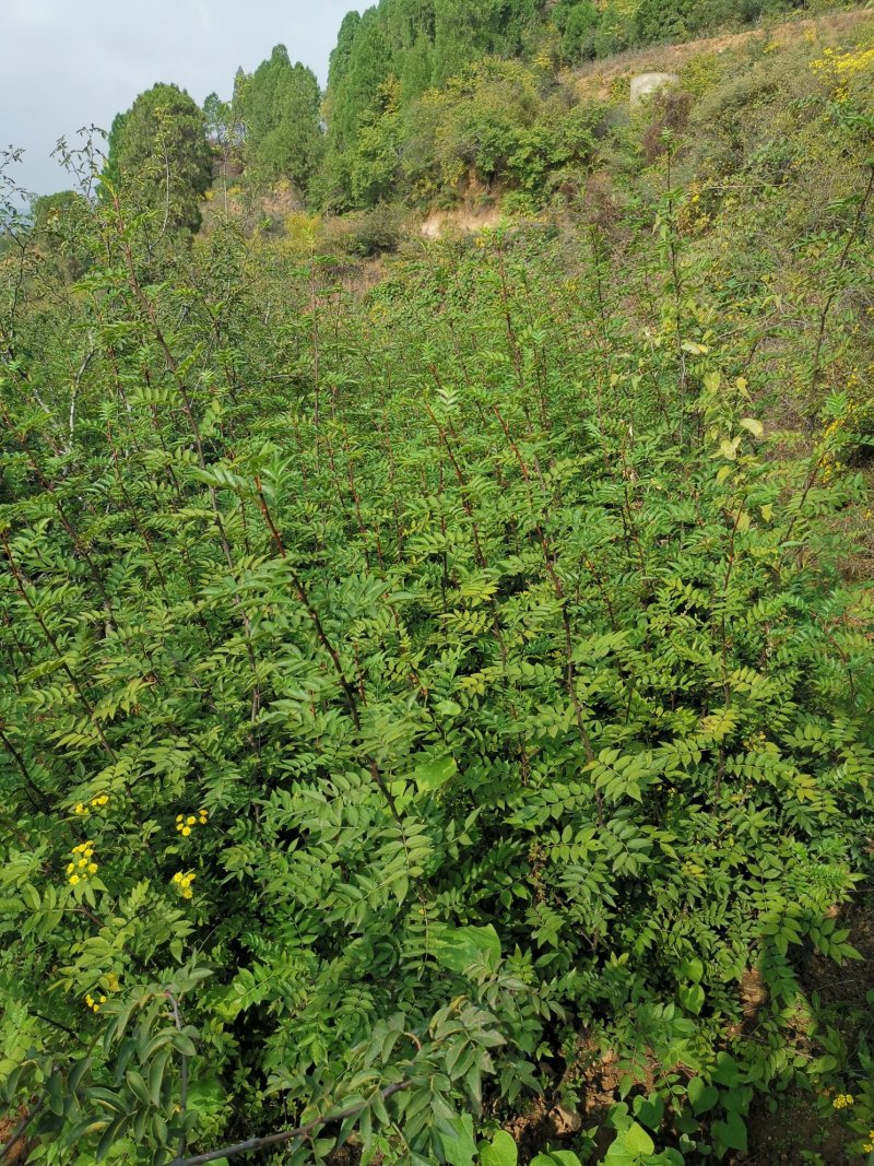 花椒苗大量批发精品大红袍狮子头黄盖花椒苗无刺种苗