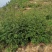 花椒苗大量批发精品大红袍狮子头黄盖花椒苗无刺种苗