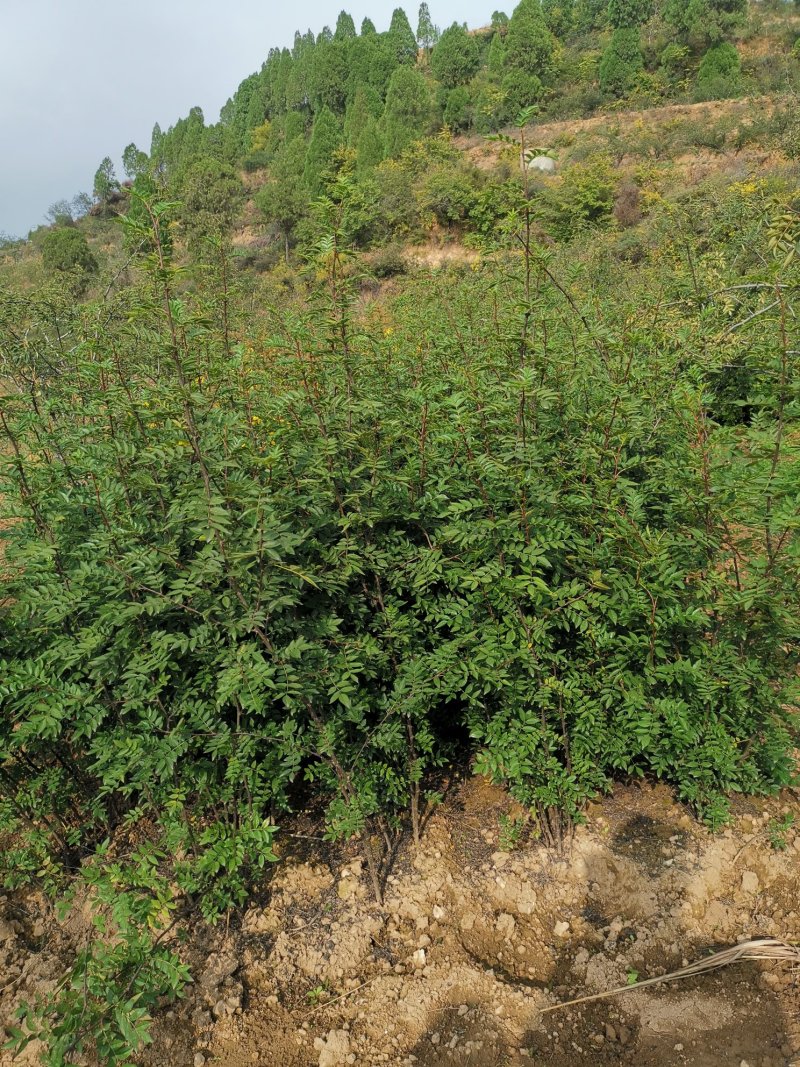 花椒苗大量批发精品大红袍狮子头黄盖花椒苗无刺种苗