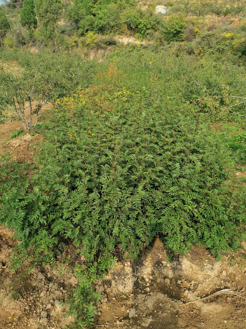 花椒苗大量批发精品大红袍狮子头黄盖花椒苗无刺种苗