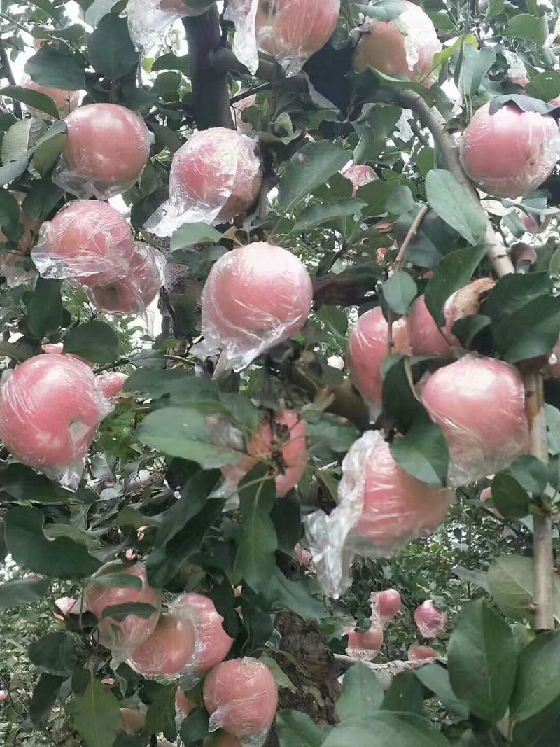 苹果