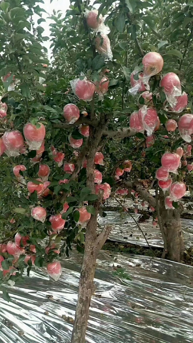 苹果
