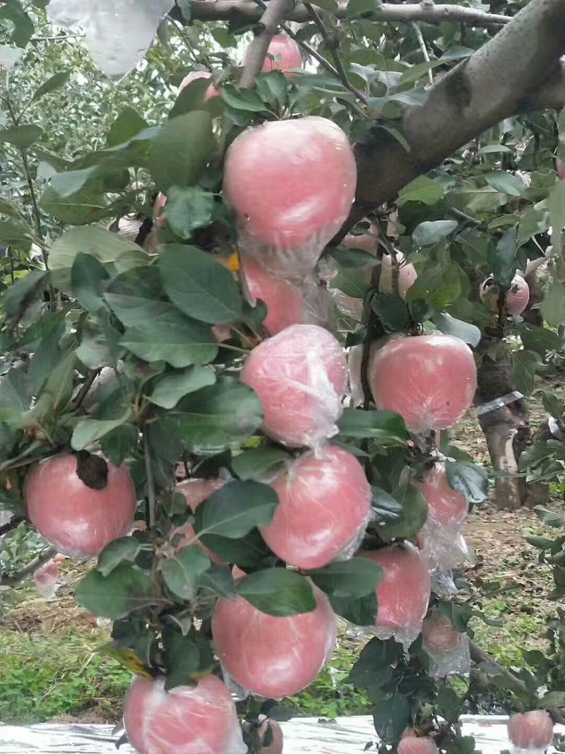苹果