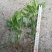 草珊瑚九节茶肿节风种苗基地供应欢迎各位人士