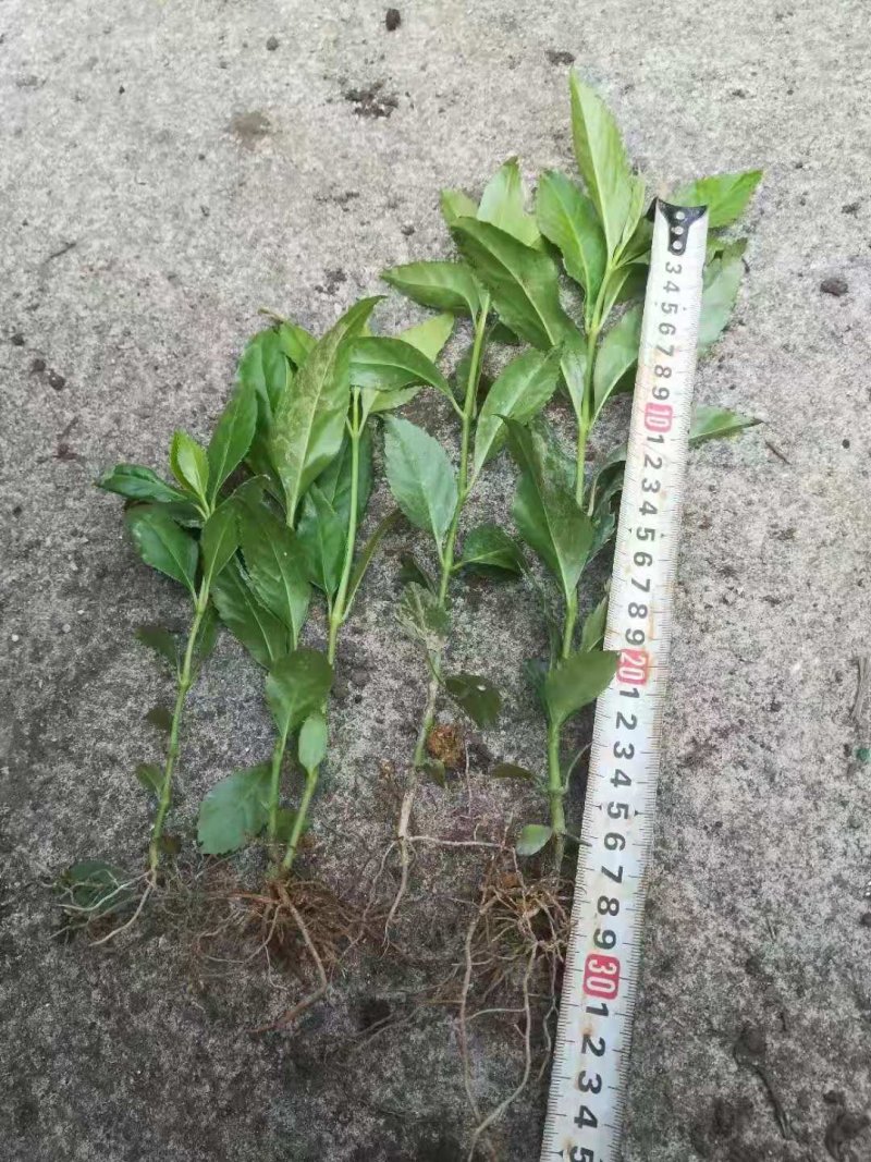 草珊瑚九节茶肿节风种苗基地供应欢迎各位人士