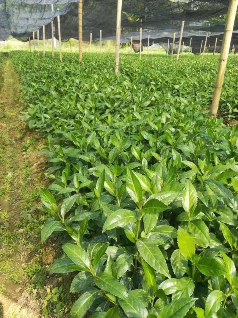 草珊瑚九节茶肿节风种苗基地供应欢迎各位人士
