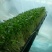 香椿种子红油香椿种子香椿净籽发芽率高香椿芽菜四季播种简单