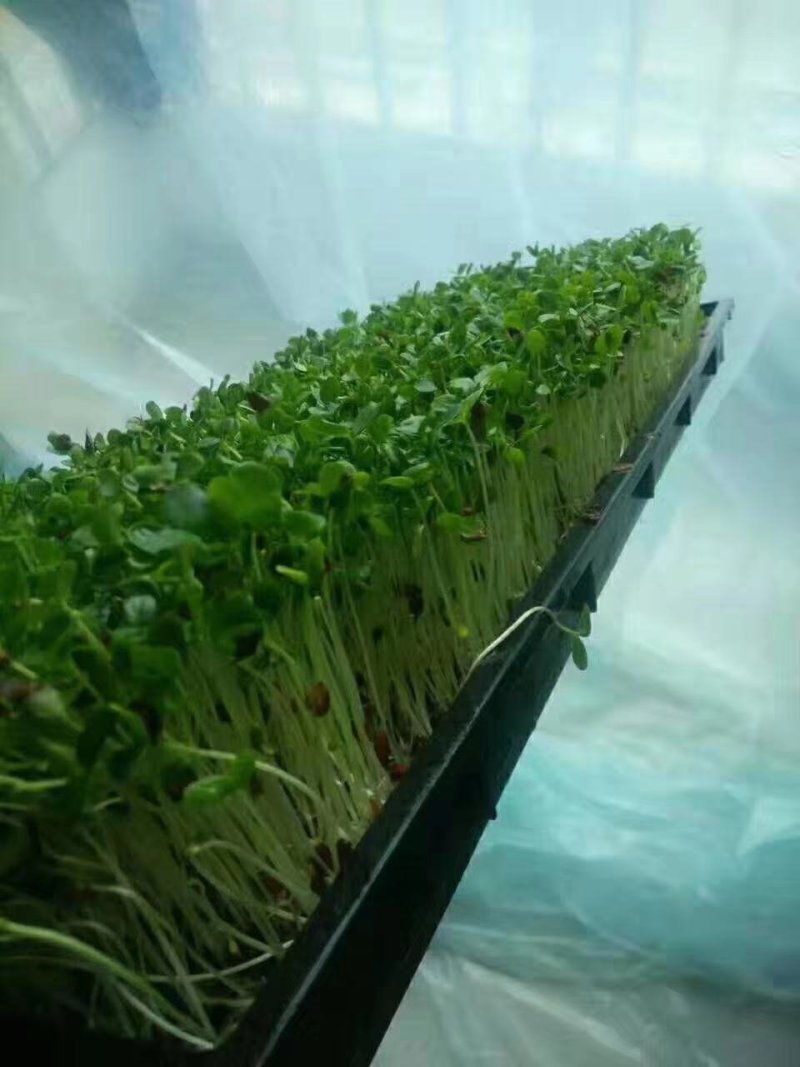 香椿种子红油香椿种子香椿净籽发芽率高香椿芽菜四季播种简单