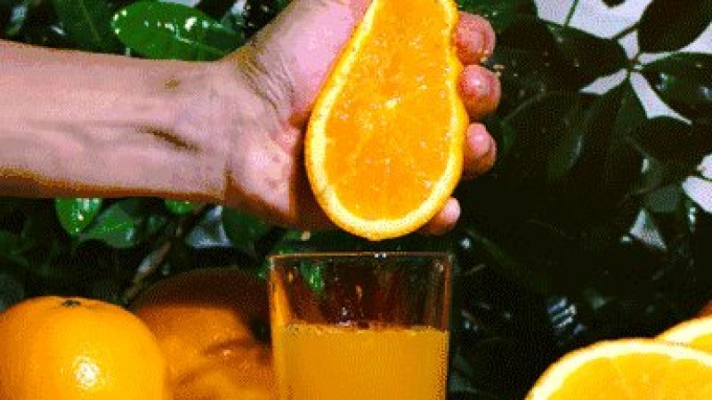 江西赣南脐橙，11月6号开始采摘