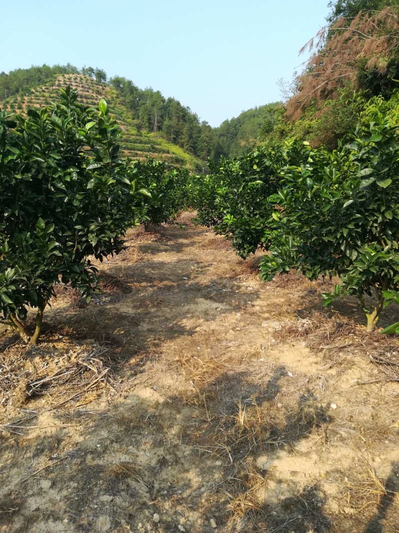 江西赣南脐橙，11月6号开始采摘