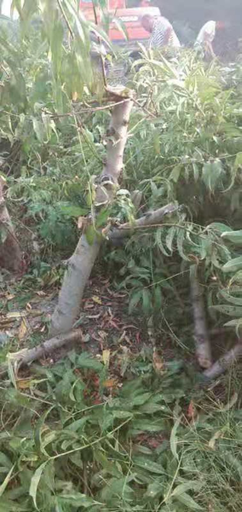 【技术指导】毛桃桃树山东树3-10公分桃树基地直销