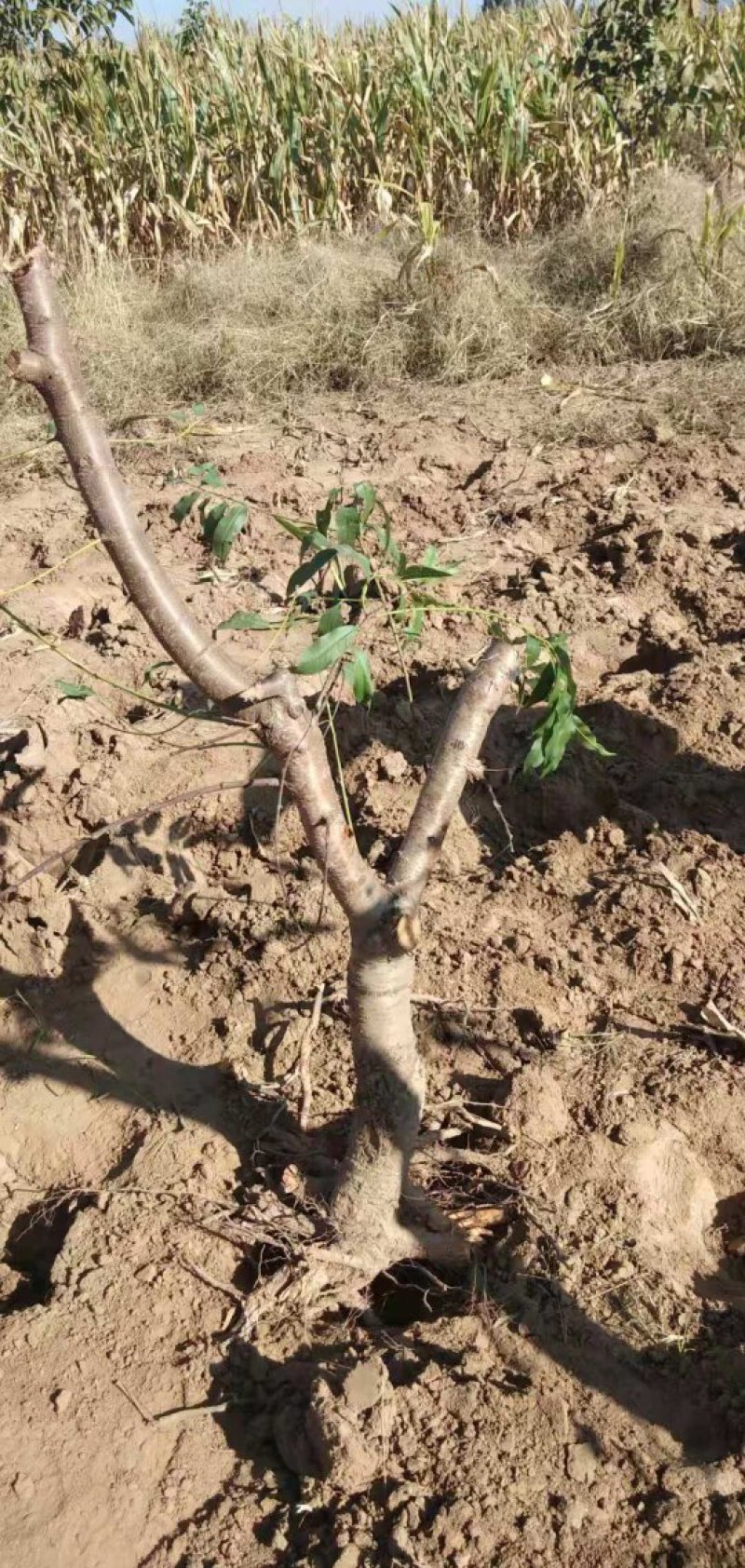 【技术指导】毛桃桃树山东树3-10公分桃树基地直销