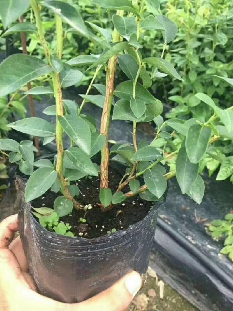 蓝莓苗基地批发1-5年生营养杯苗