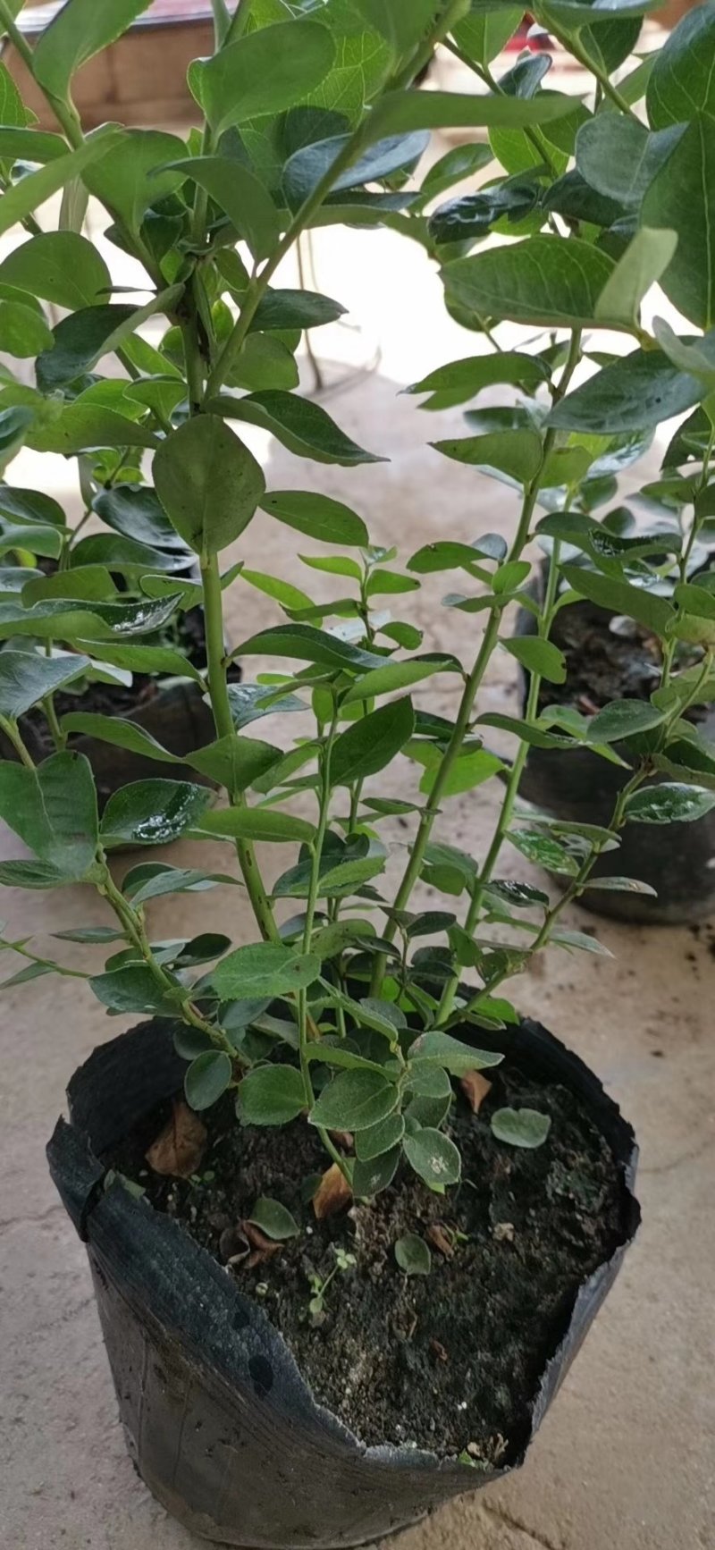蓝莓苗基地批发1-5年生营养杯苗