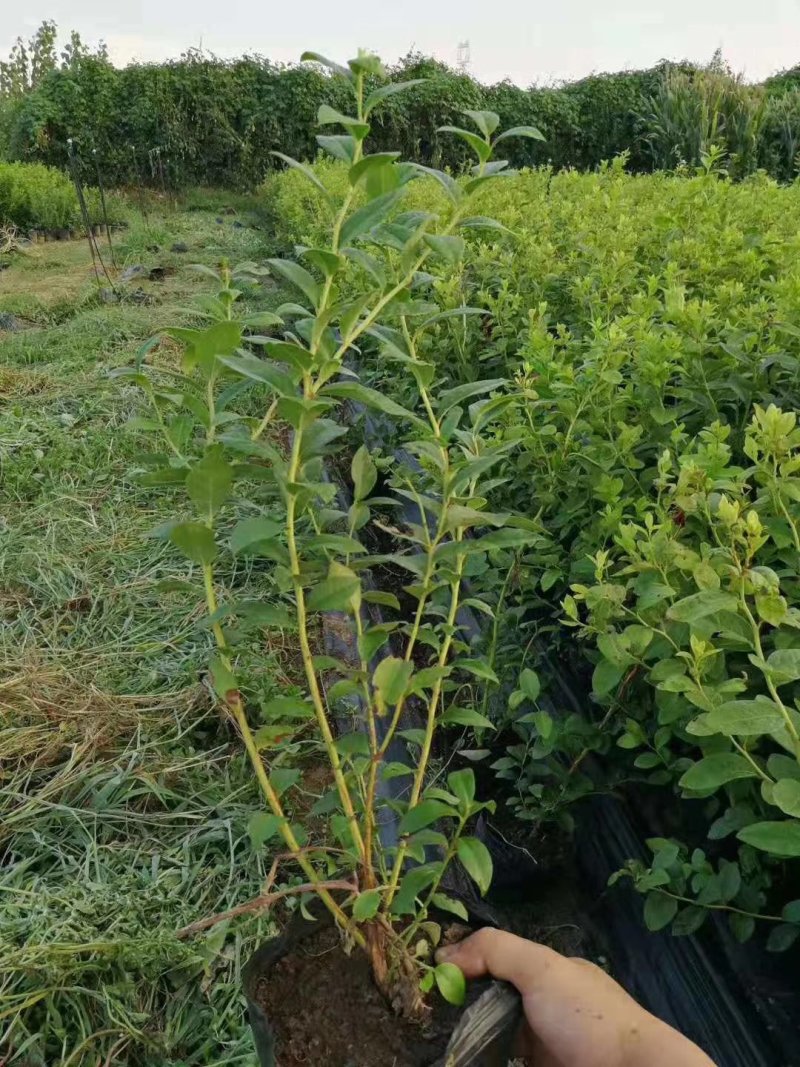蓝莓苗基地批发1-5年生营养杯苗