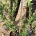 蓝莓苗基地批发1-5年生营养杯苗